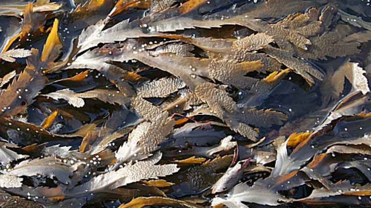 EU-støttet projekt vil gøre tangdyrkning til en økonomisk bæredygtig forretning dlvr.it/TFtDDj