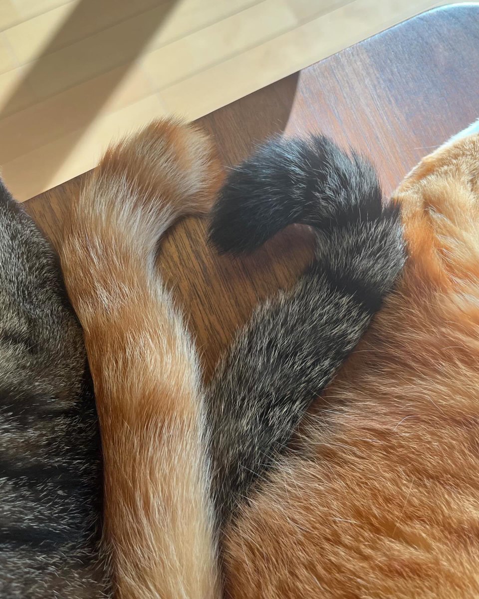 🐈🐈‍⬛💛🤎🫶

#猫好きさんと繋がりたい
#ねこねこはっちゃんねる
▶︎ <a href="/CatsHATCHANNEL/">ねこねこはっちゃんねる</a>