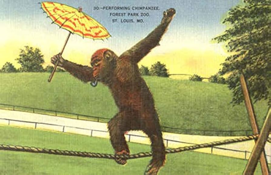 RealGilbertACP's tweet photo. #GGACP #MonkeyWednesday @Franksantopadre @RealGilbert @RheinEsq @fotiadis_art @ECSquares_music @benderoni72 @Big_Daddy1965 @fantle @barrettleddy @JChambers77 https://t.co/zmSJfHPT5b