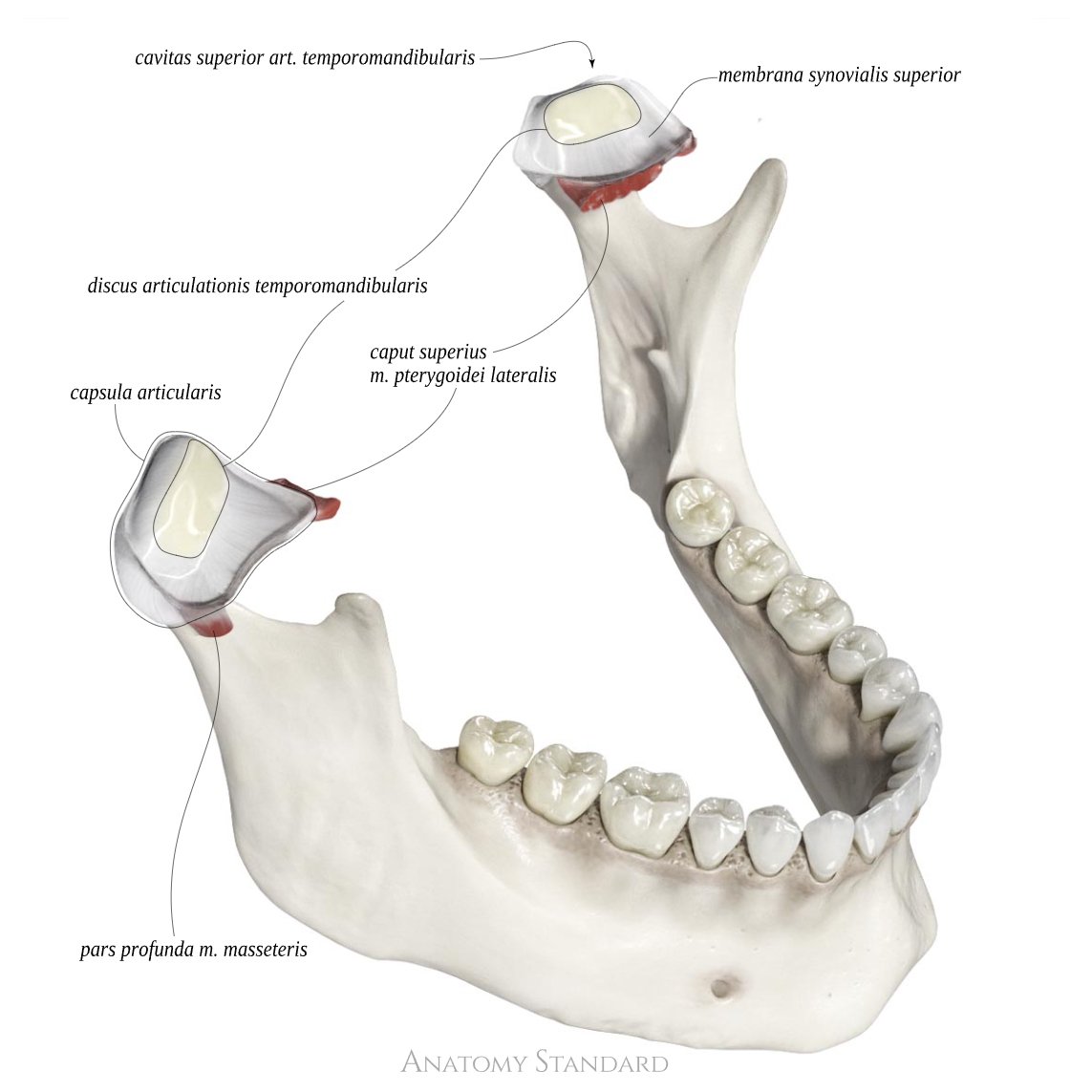AnatomyStandard's tweet photo. 📢 New Page Available! 📢

We’re pleased to announce a new page on the Temporomandibular Joint (TMJ)! This free resource provides an in-depth look at the anatomy and function of the TMJ, an essential joint in cranial biomechanics.

Explore it now at:  https://t.co/PBgQertoKT https://t.co/8jxWmSuB5p