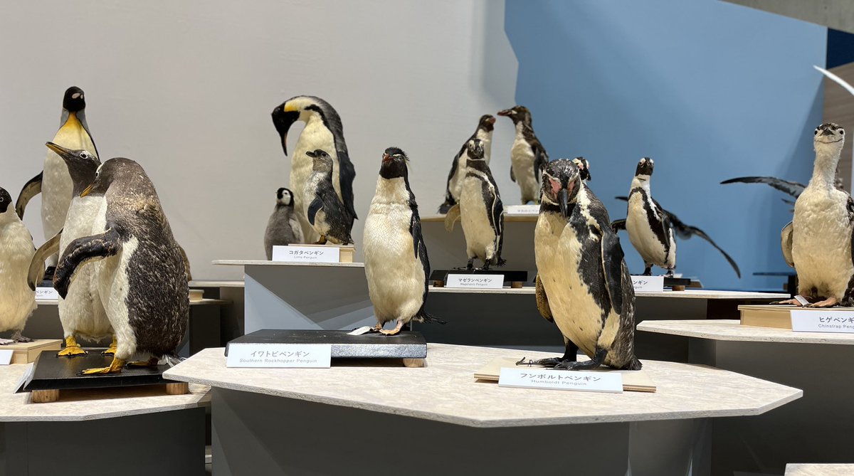 ペンギン大集合】 #鳥展 の設営も大詰めです。 本日はペンギンや