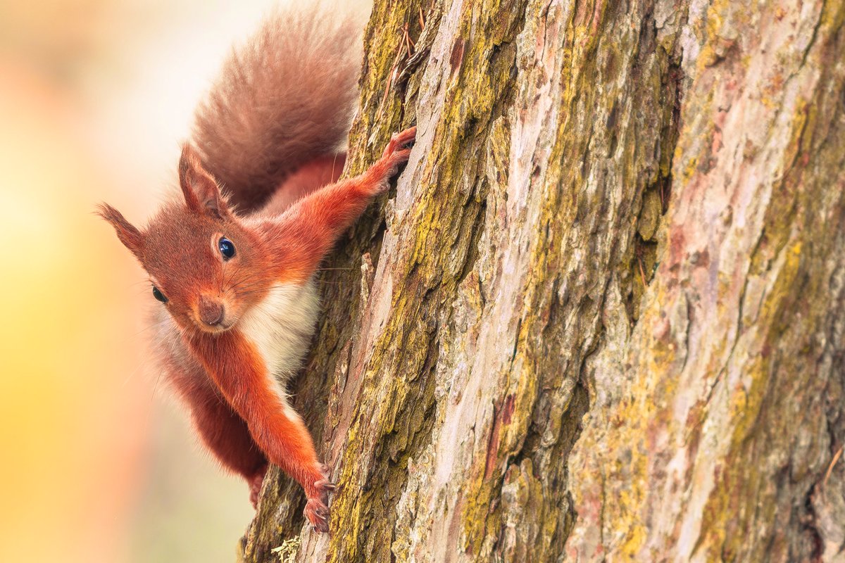 Nigel Witham tweet media