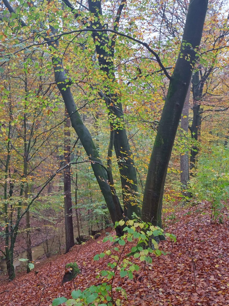 Het is nu zo mooi is het bos
