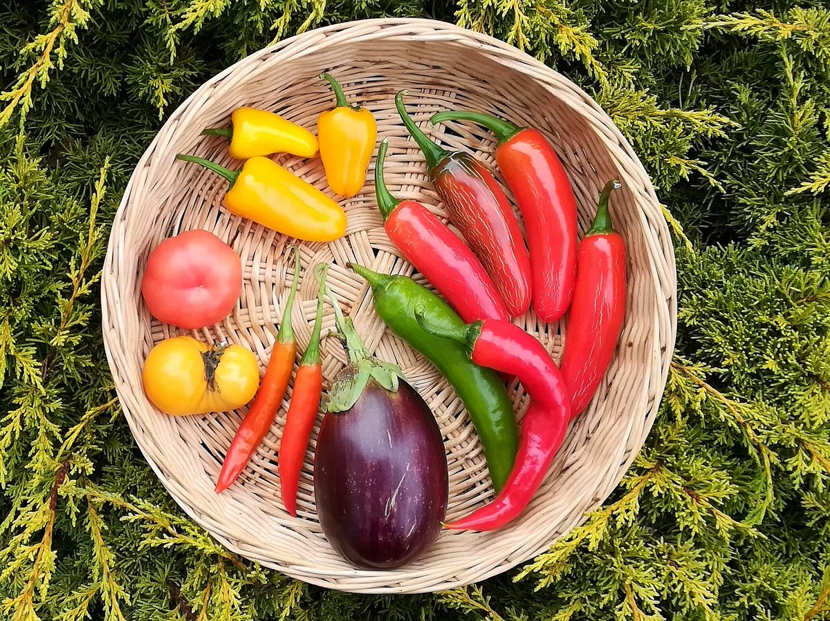 Spaghettisoße. Bald.