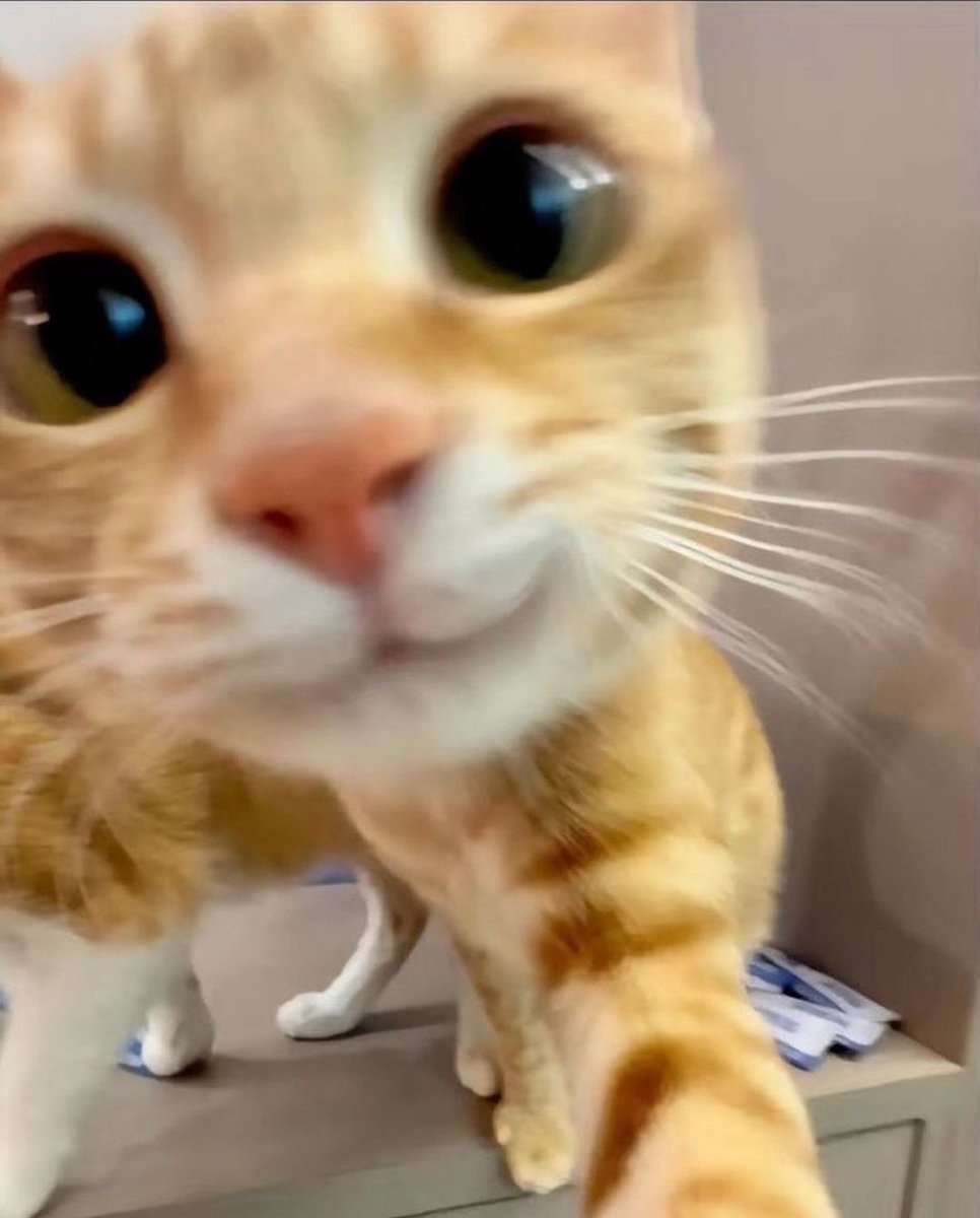 smol silly cat tweet media