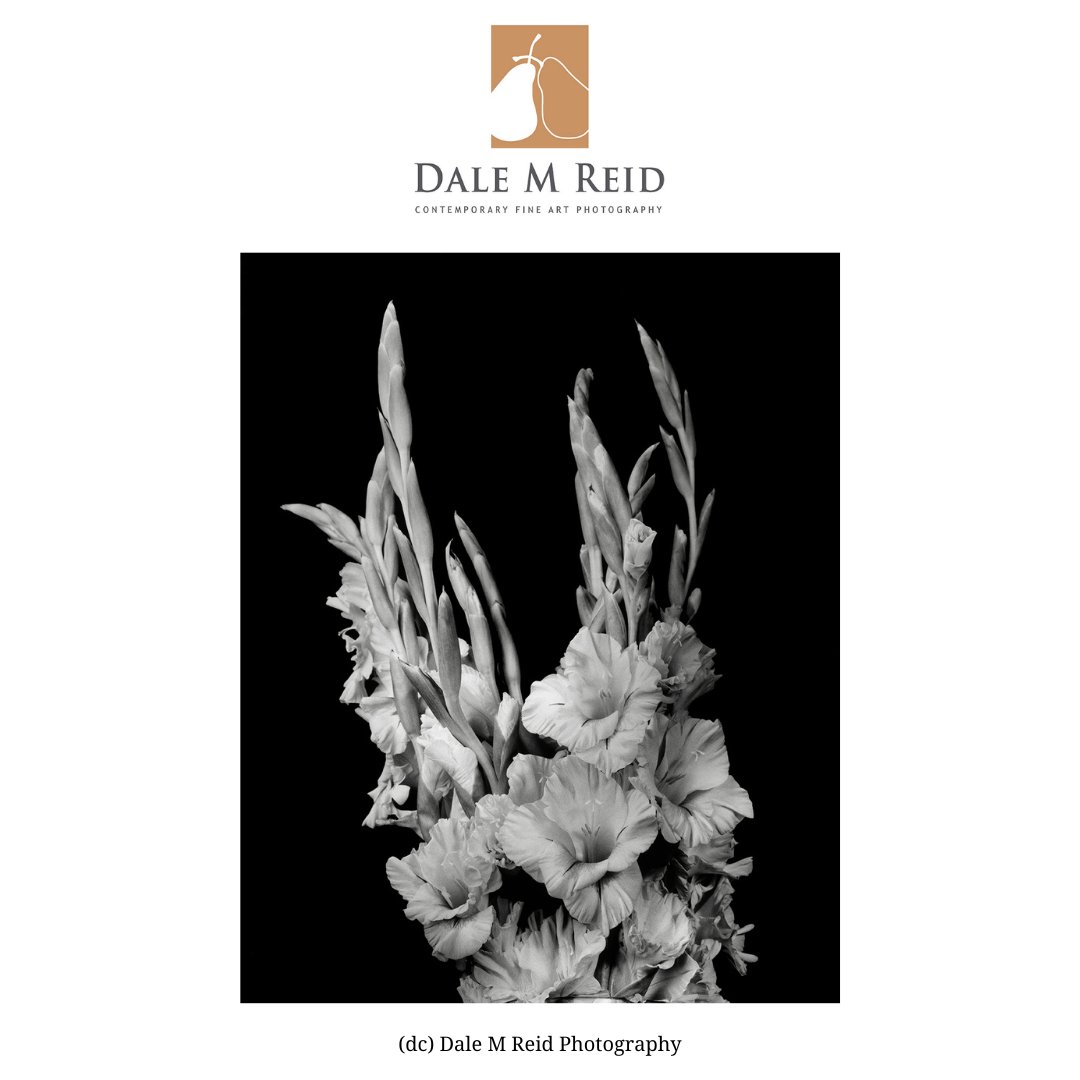 DaleMReid1's tweet photo. #creativity #newyorkcity #lisbon #porto #zurich #contemporaryart #fineart #floralstudies #toronto #canada #artcollectors #unitedstates #barcelona #spain #portugal #miami #miamibeach #santafe #publication #buyart #venice #equality #drag #LGBTQ+ #transgender #personalchoice https://t.co/xp5AjPQXh1