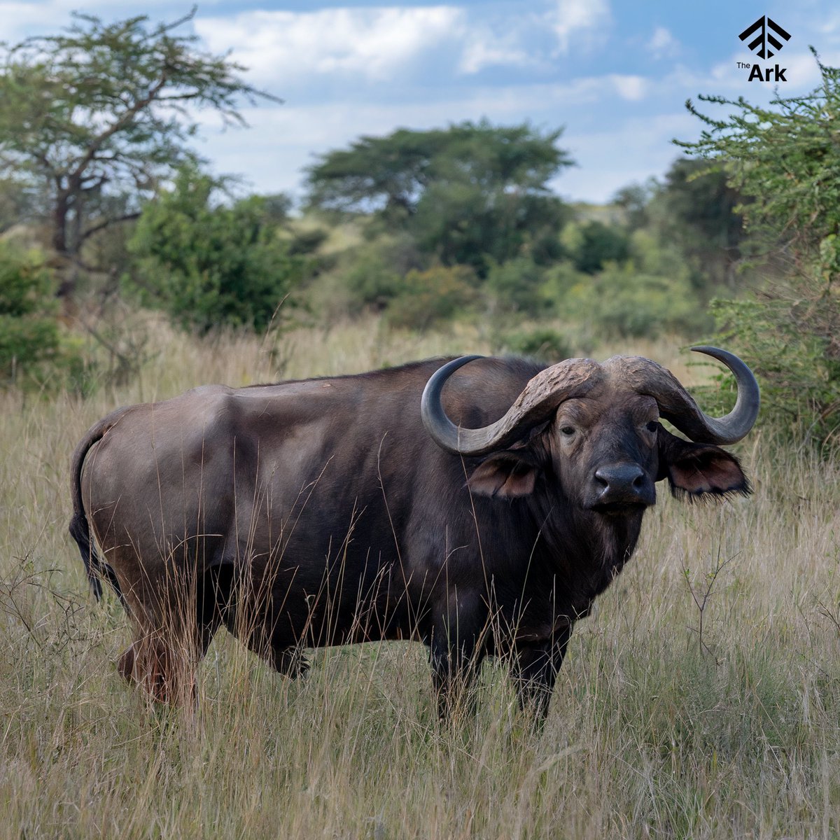 kap98k's tweet photo. ๐ธ๐จ Mint your art and photography on The Ark and make a real-world impact. Every NFT sold helps protect wildlife and preserve their habitats. Let your creativity contribute to conservation today! #CreativityForWildlife #SaveOurPlanet #ProtectEndangeredSpecies #EcoArt
#TheArkNFT https://t.co/CLxWrWh0oF