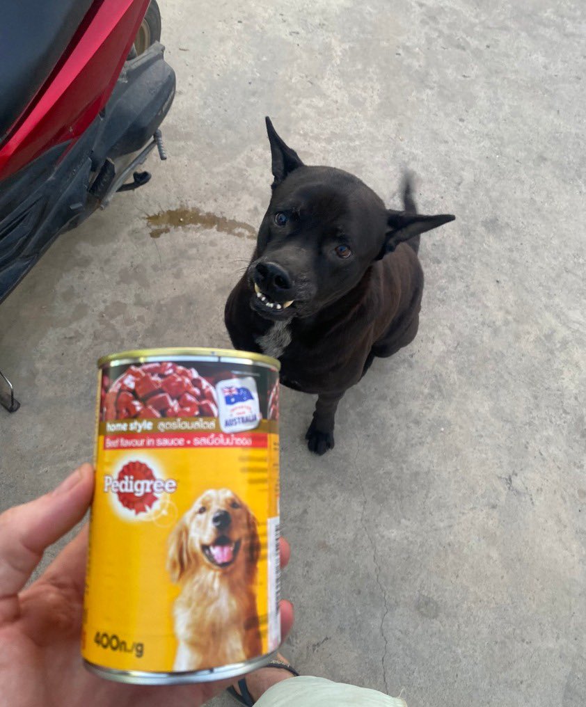 NiallHarbison's tweet photo. He’s a good 10-12 years old and he’s had a wonderful life. He loves the streets and people are kind to him.

We save so many dogs but I truly believe this part of what we do is just as important as anything. 

Time to make Big Mac feel like the king of the world (10/10) https://t.co/nwyYMvh2Wq