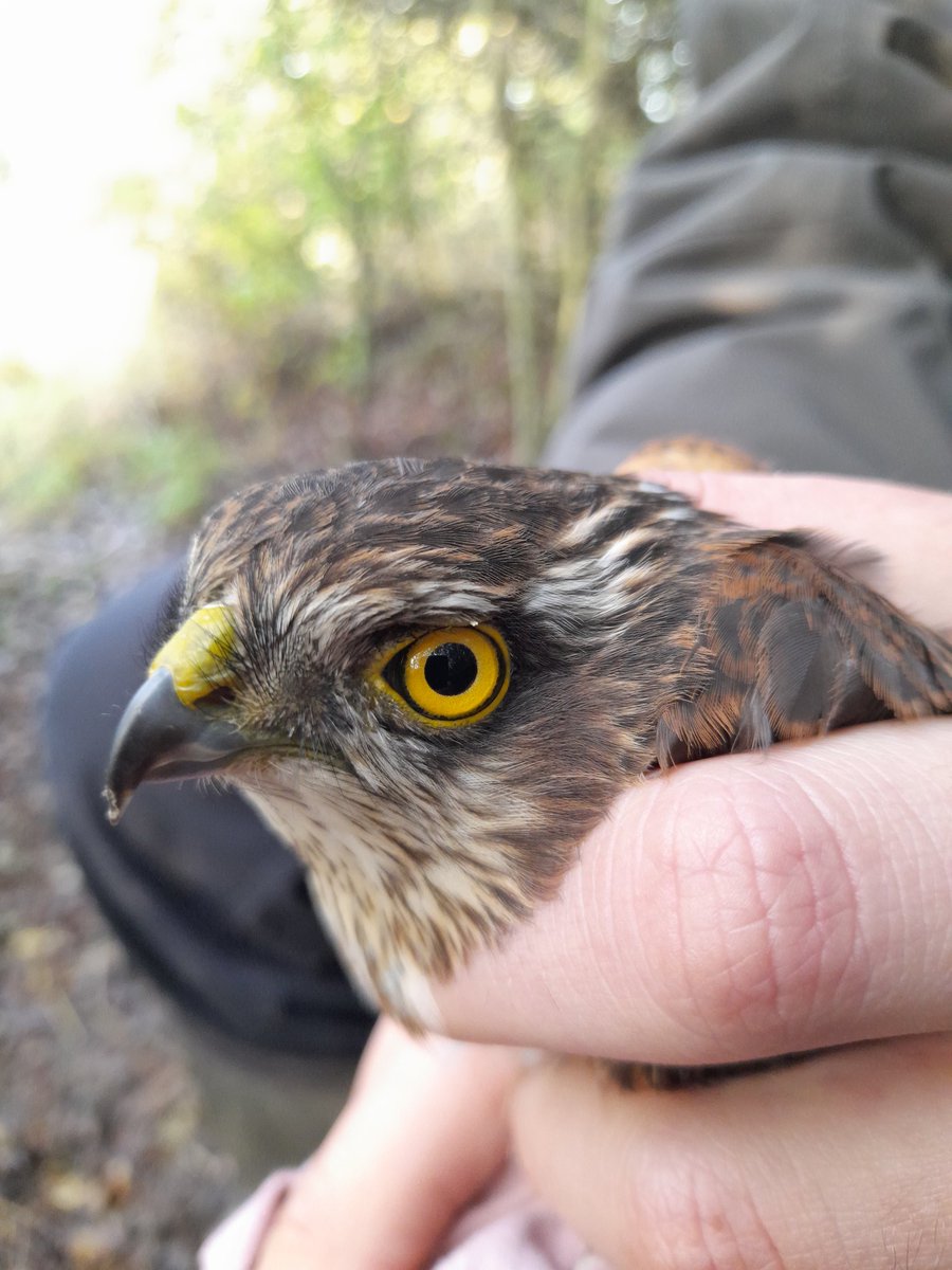 Bucktonbirder now on Bluesky (@bucktonbirder) on Twitter photo Clopton, S Cambs this am, 400 Redwing (12 ringed), 150 Fieldfare & 400 Pigeons NW. Our 3rd Sparrowhawk of the autumn. Best birds, two Peregrines scrapping high overhead- ad M and juv F, first seen here. <a href="/CambsBirdClub/">Cambs Bird Club</a> Clopton, S Cambs this am, 400 Redwing (12 ringed), 150 Fieldfare & 400 Pigeons NW. Our 3rd Sparrowhawk of the autumn. Best birds, two Peregrines scrapping high overhead- ad M and juv F, first seen here. <a href="/CambsBirdClub/">Cambs Bird Club</a>