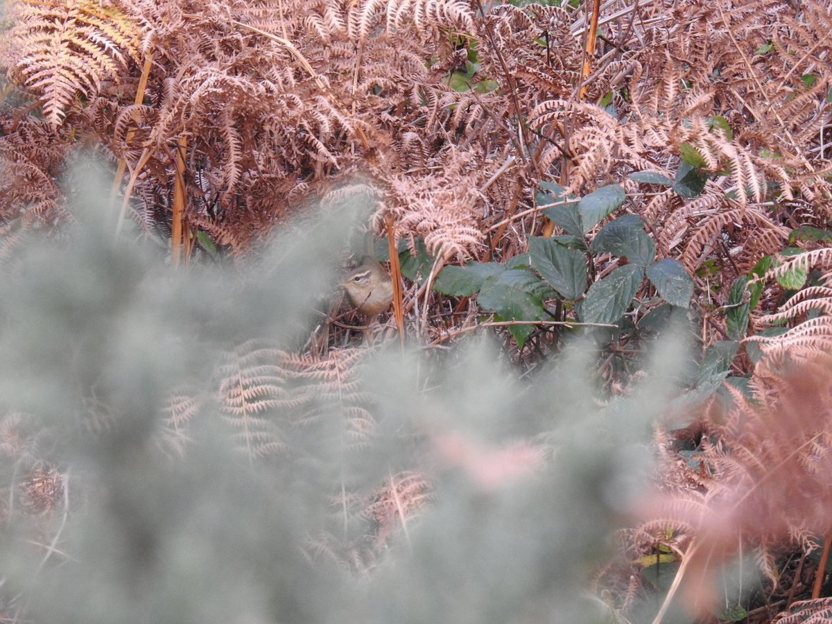 MSh2209's tweet photo. A week on Scilly. No ticks, but always something to look at in stunning surroundings. Personal highlights were Radde's Warbler and Serin, neither of which I'd seen for more years than I care to remember! They only look small on a map, but I still walked 88 miles! 🙂 #scillybirds https://t.co/77TmW4L6So