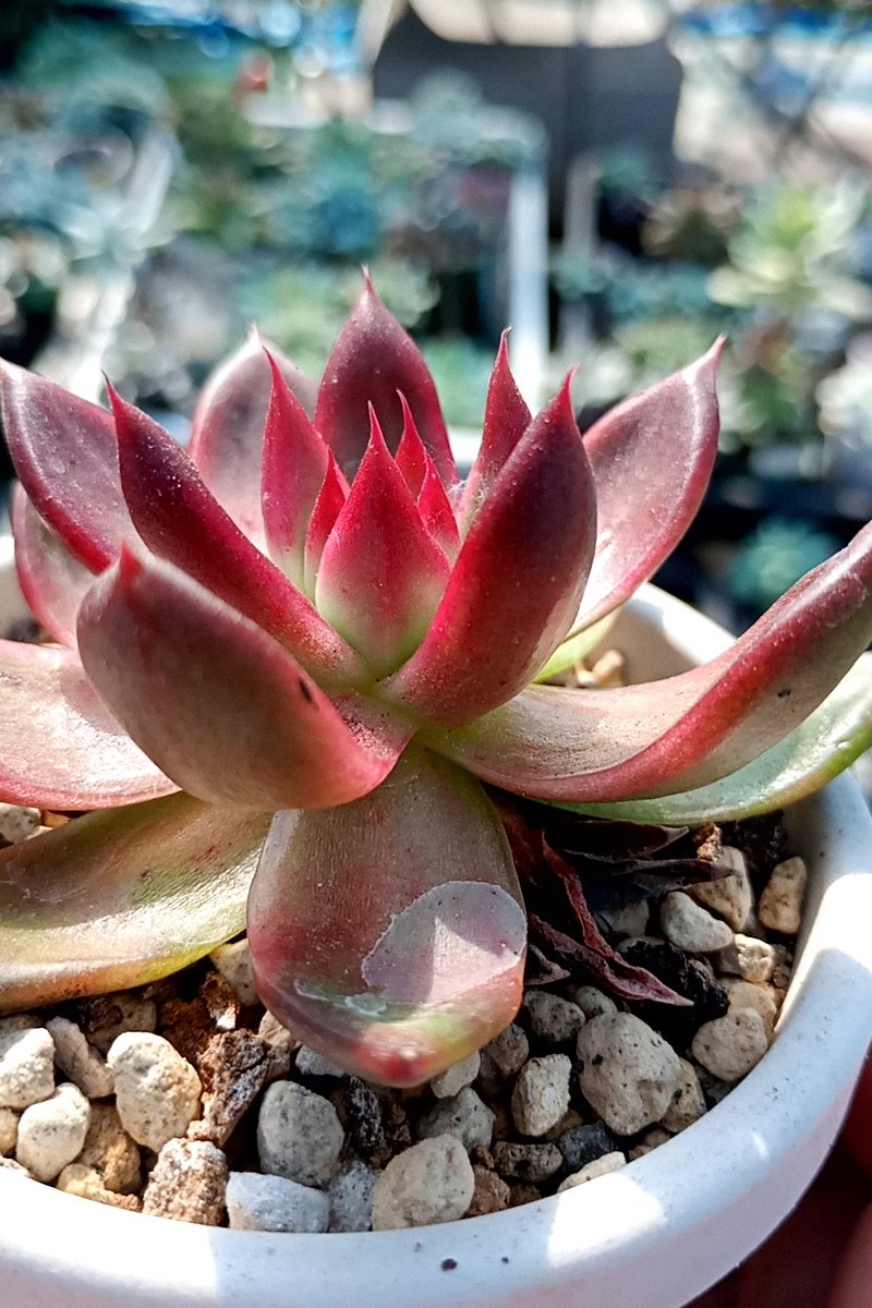 本日の一苗✨輝き過ぎてた✨