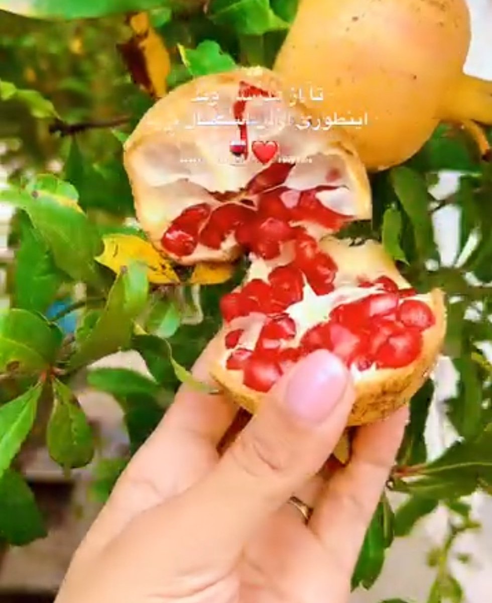 MadareMahdy's tweet photo. من که میگم انار دونه ای بخوری بیشتر میچسبه تا آبشو:)🤤
شما بگین کدومش؟؟ https://t.co/xkcpo0IbVe