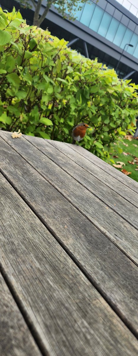 Share my lunch with this guy every day