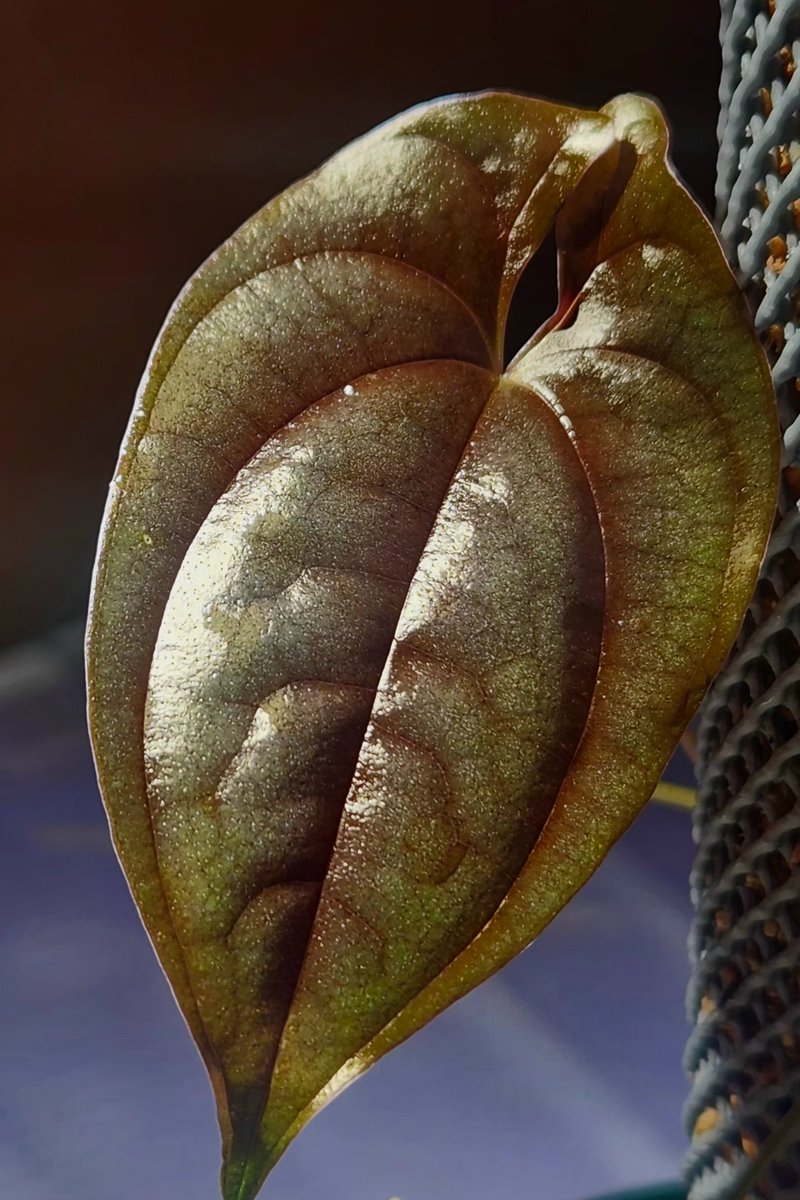 xdrcr454's tweet image. ディオスコレアかっこよ
Dioscorea sp.
Kuala krai 【R1016-01】
Iquitos Peru【tanakay】
#Dioscorea