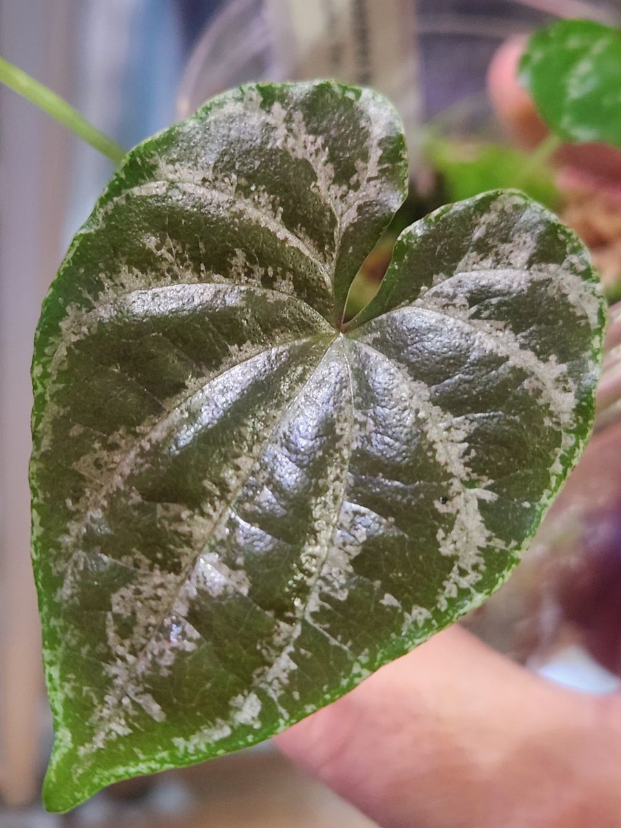 xdrcr454's tweet image. ディオスコレアかっこよ
Dioscorea sp.
Kuala krai 【R1016-01】
Iquitos Peru【tanakay】
#Dioscorea