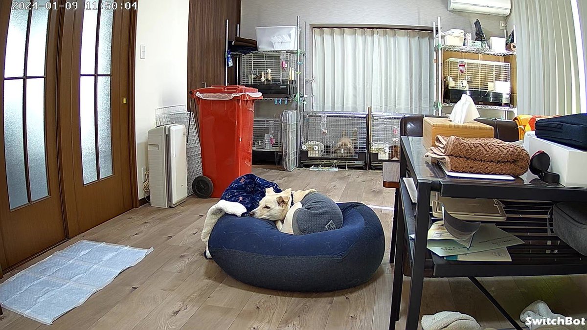 yaeponpon's tweet photo. うさ6+犬1の図 https://t.co/hxp6IsvzFG