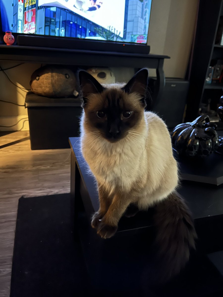 EriBerryyyyy's tweet photo. Yumi woke up photogenic today https://t.co/VeNX1FEzV6