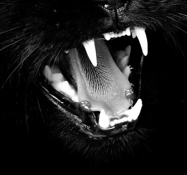 ๋࣭ ⭑ tweet media