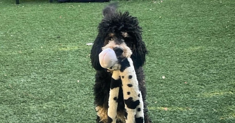 getvetsmart's tweet photo. "My two and a half year old bernedoodle started limping at the beginning of February. Two weeks later, a large mass appeared in his thigh, two weeks after that, he was diagnosed with osteosarcoma. Improvement was almost immediate upon introducing [CID]". - Shannon