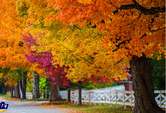 KyTAHC's tweet image. There is no place like Kentucky in the fall. 🍁 This image, set at Pewee Valley in Oldham County, captures the majestic beauty of autumn in the commonwealth.
📸: @B2the7
#KYFall #KYFallFoliage #LeafPeeping #KYAutumn