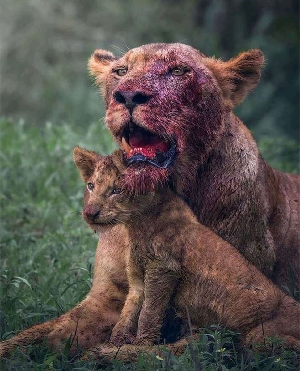 La ATERRADORA belleza de la vida salvaje.😱

⚠️Hilo NO apto para todos⚠️

1. La madre siempre protege a sus cachorros con su vida.🦁