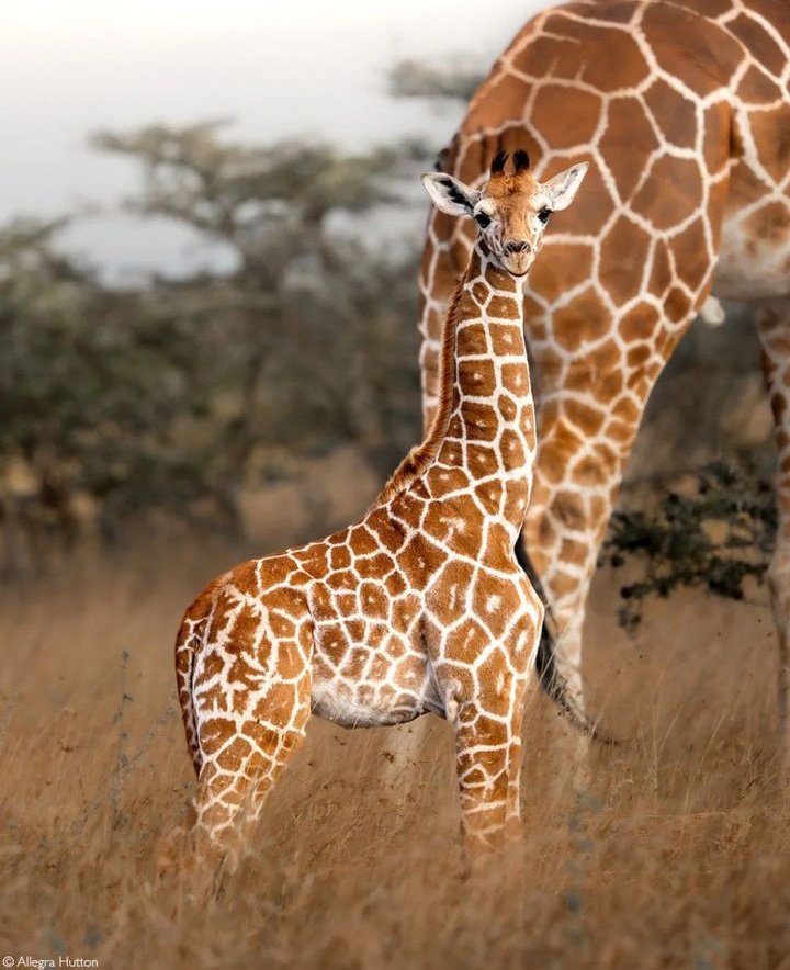 kenyapics's tweet photo. Nature’s elegance, one spot at a time. https://t.co/Qu78z0ELVW