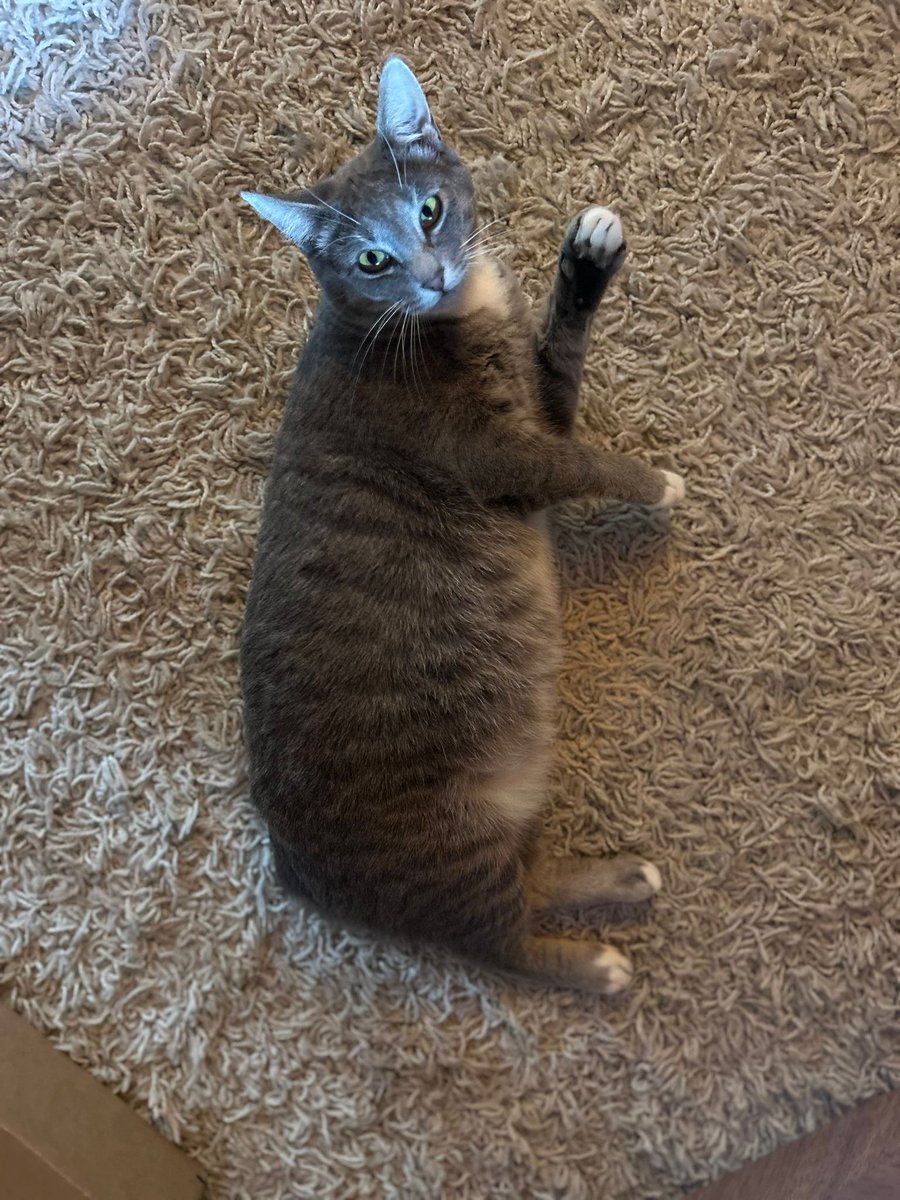 #CastroValley, CA:  STELLA (CP) is a shy but very sweet, short-haired gray tabby female, born approximately January 1, 2023.   She likes to play and enjoys being petted.  She does well with other cats and loves to cuddle with them... adoptrescuecatsinca.com
#adopt #manx #cats