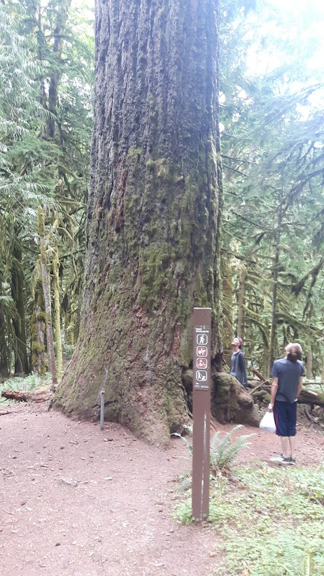 Chopperlogo's tweet image. Massive trees in the forests of BC, Canada!! 🌳

Most of these massive trees were cut down to build houses and shops by early pioneers. They are on walking paths now in conservation areas so they aren't able to be logged anymore to preserve them. I'm not sure if I had posted this…