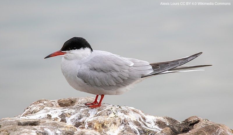 BOU 👩🏻🏫👨🏿🏫🧕🏽👳🏽♂️ 🌈 (@ibis_journal) on Twitter photo Age-dependent shaping of the social environment in a long-lived seabird: a quantitative genetic approach | royalsocietypublishing.org/doi/full/10.10… | Philosophical Transactions of the Royal Society B | #ornithology #seabirds Age-dependent shaping of the social environment in a long-lived seabird: a quantitative genetic approach | royalsocietypublishing.org/doi/full/10.10… | Philosophical Transactions of the Royal Society B | #ornithology #seabirds