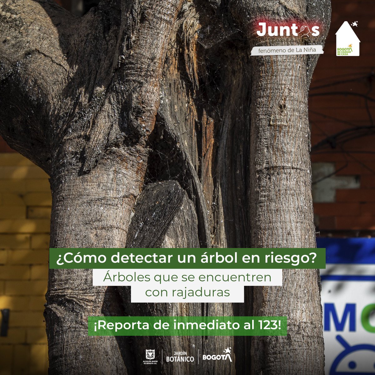 🌳 ¿Cómo detectar un árbol en riesgo? Si ves un árbol con rajaduras, podría representar un peligro. ¡Repórtalo al 123! 🚨🌿

#BogotáMiCiudadMiCasa