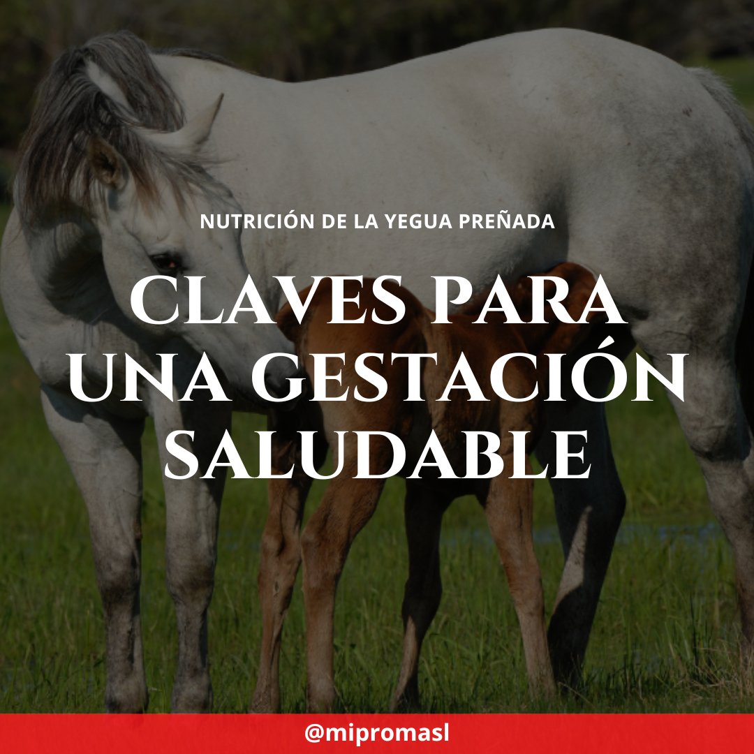 Miproma's tweet photo. 🐎 ¿Tu yegua está preparada para una gestación sin complicaciones? La nutrición juega un papel crucial en cada etapa del embarazo. Ajustar su dieta es clave para el bienestar de la madre y el desarrollo del potro 💪.

🔗 https://t.co/viaDS0ORSp

#NutricionEquina #Miproma https://t.co/G3t8S6BBzL