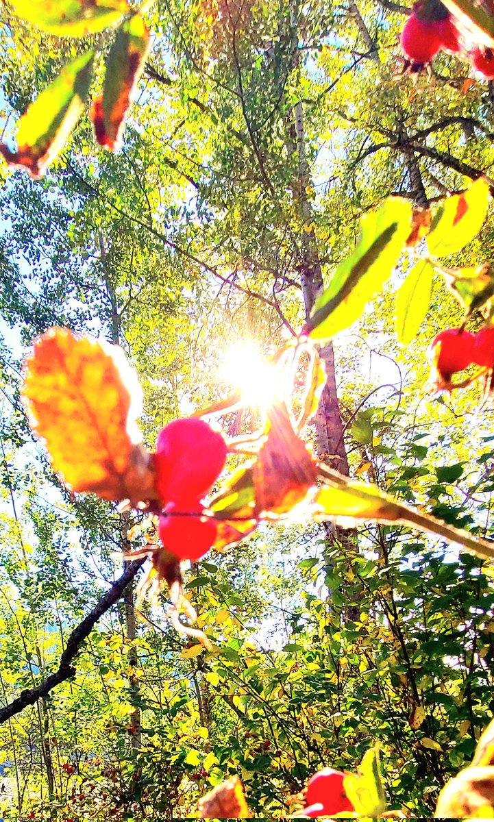 _Irene_Dreams_'s tweet image. Autumn's #ardor for light and color led her into the forest.
#vss365 
📸 mine