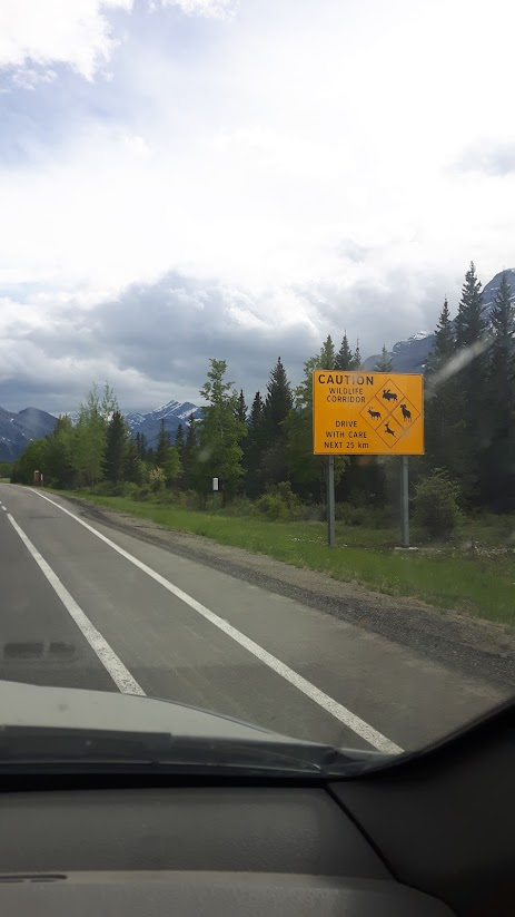 Chopperlogo's tweet image. Wildlife is abundant in some areas of Alberta and British Columbia, Canada. You may see wild moose, deer, elk, sheep, bears, and even mountain lions. 🫎🦌🐑🐻🦁

Certain areas are more likely to have wildlife than others since the steep cliffs and mountains have many different…