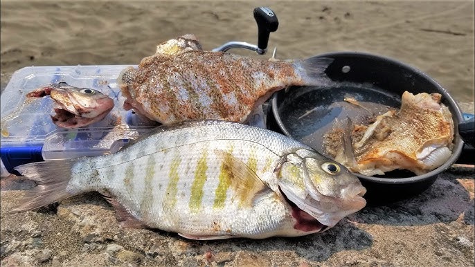 Gus Chef (@guschef1) on Twitter photo Surf fishing is awesome, especially when spooning for surf perch. Fishing with spoons is nothing new. Spoons have been used for years and for every species you can imagine. Fresh water and salt water, surface, trolled, deep dropped, etc.
apps.engprodtech.com/?p=2246 Surf fishing is awesome, especially when spooning for surf perch. Fishing with spoons is nothing new. Spoons have been used for years and for every species you can imagine. Fresh water and salt water, surface, trolled, deep dropped, etc.
apps.engprodtech.com/?p=2246
