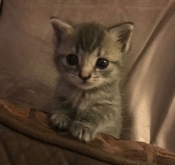 smol silly cat tweet media
