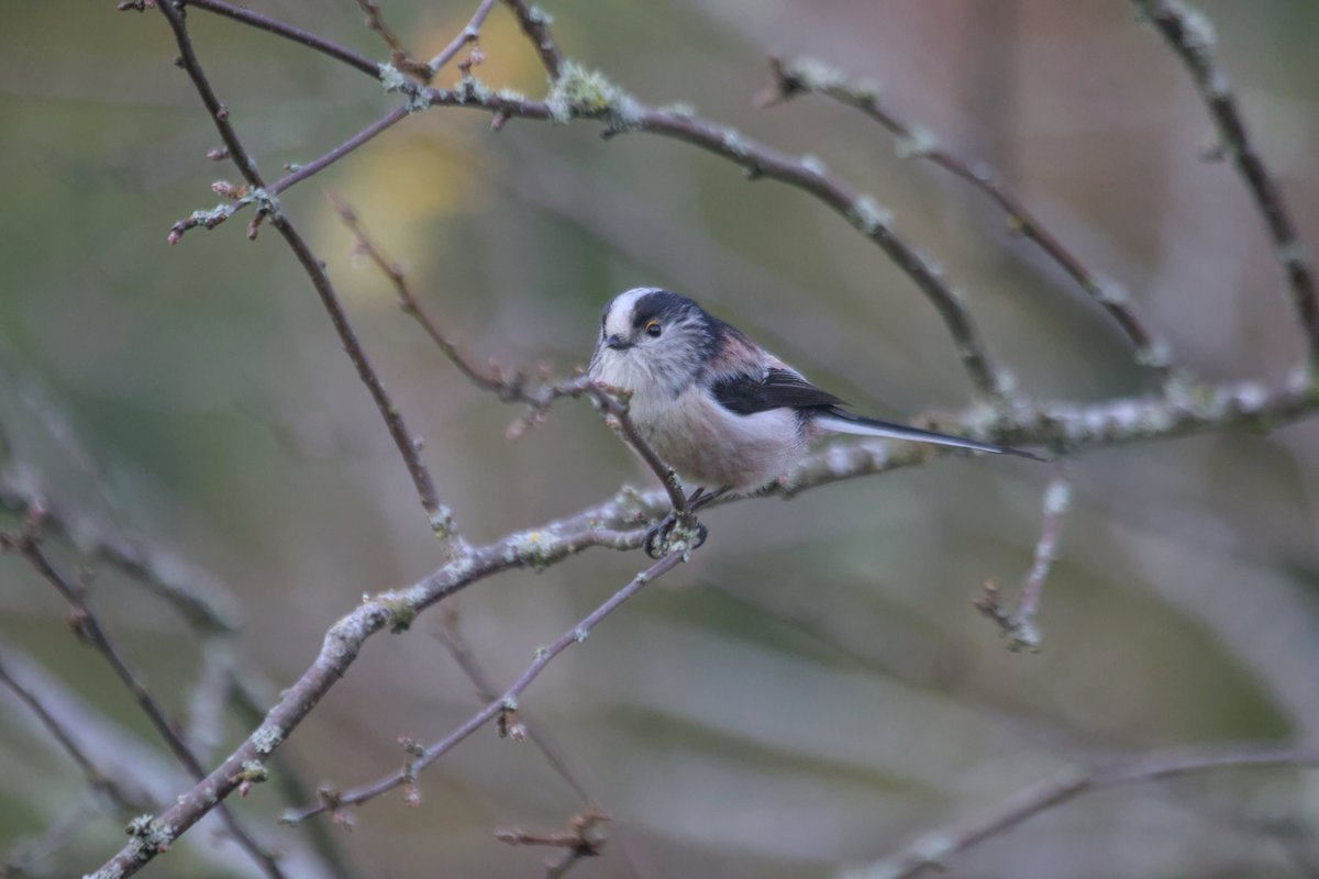If there's one thing I've learnt in my short time photographing birds, it's that wherever there's a Long Tailed Tit, there's a twig in the way.