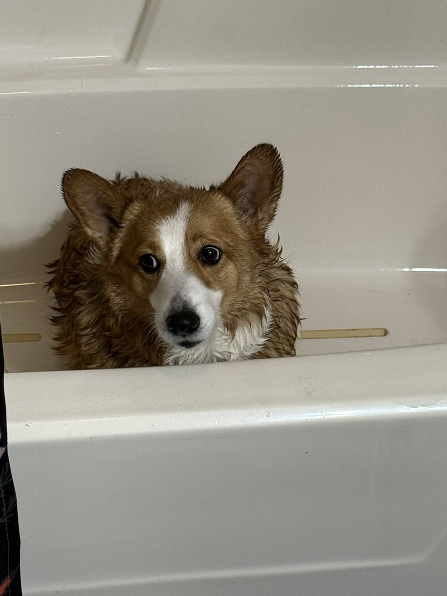 GiddiGamer's tweet photo. Bentley had a bath yesterday https://t.co/7nc0TNJTXY