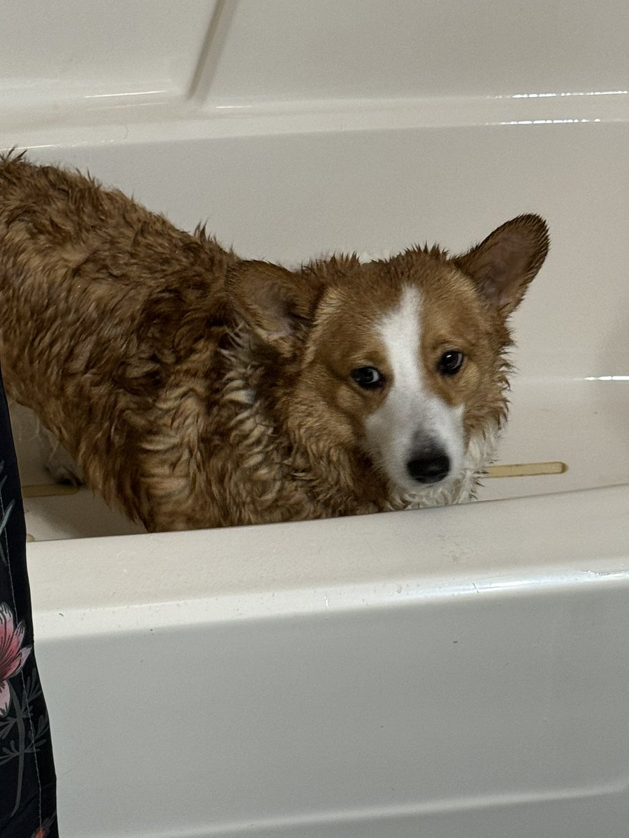 GiddiGamer's tweet photo. Bentley had a bath yesterday https://t.co/7nc0TNJTXY