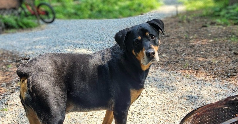 getvetsmart's tweet photo. “13 months later… Our sweet boy Eddie, 9-year-old Rottweiler, reached the end of his time 13 months ago. A large mass discovered. Our vet said he had a couple of months at best. Now, Eddie is happy and pain-free. We’re grateful for CID—it’s given us more days!” - Kelli