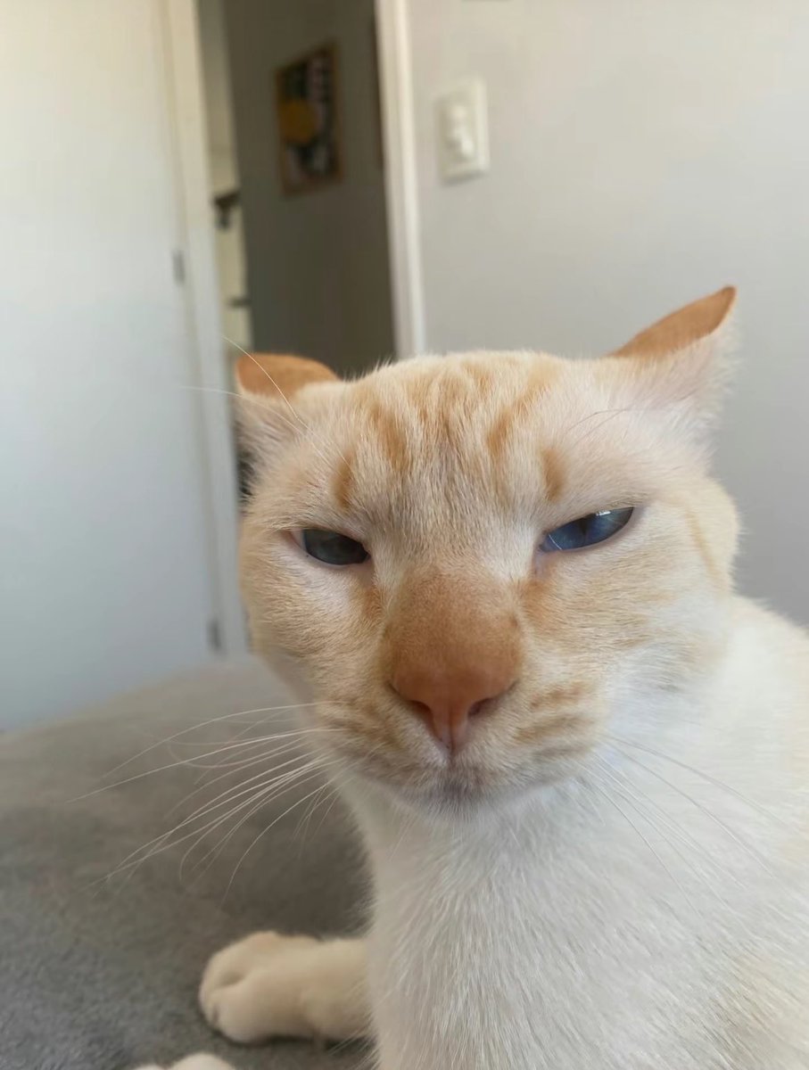 Silly Cats🐾 (@catsare_silly) on Twitter photo 