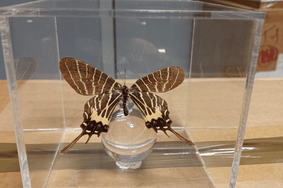 Des papillons protégés saisis par les douanes à Marseille dans un conteneur de déménagement dlvr.it/TFtsdd