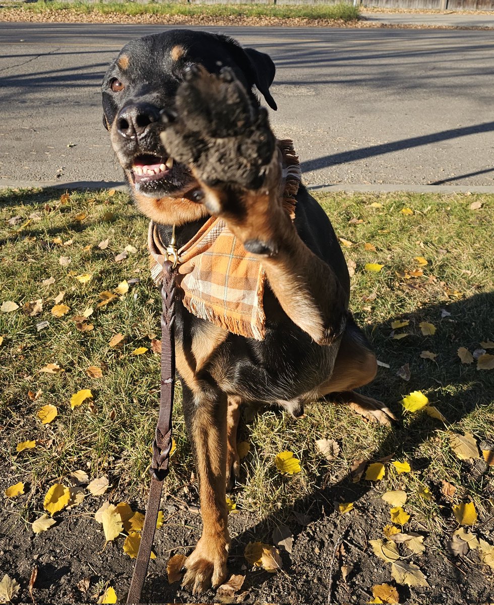 servicerotties's tweet photo. Stop scrolling!

You're loved. You matter. You are special. 
That's all I wanted to say.  Carry on.

#XDogs https://t.co/4myz8DhzdS