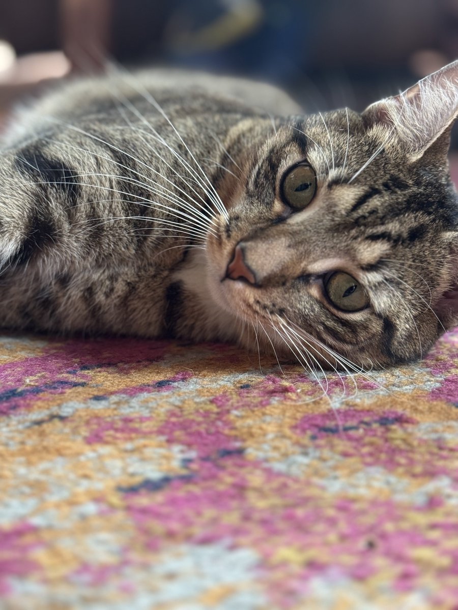 cclaytonr's tweet image. Meet your new @OWASA_NC Soil and Water Supervisor. #chapelhill #carrboro #writeincandidate #BigJohn