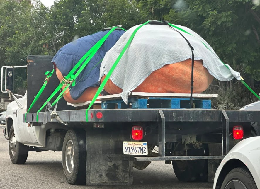 Trinity5206's tweet image. On my way to work, I happened to come across the largest pumpkin of this year's Halloween. It was truly astonishing.
#Halloween #California #X #BigPumpkin #LosAngeles #Trending