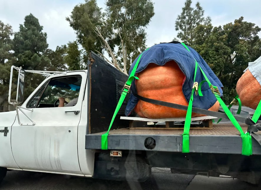 Trinity5206's tweet image. On my way to work, I happened to come across the largest pumpkin of this year's Halloween. It was truly astonishing.
#Halloween #California #X #BigPumpkin #LosAngeles #Trending