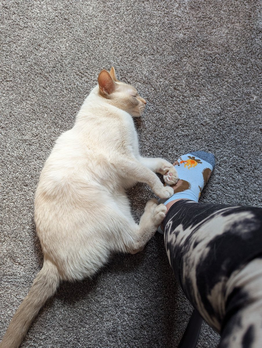 Opened the door to go to the bathroom and this snuggle whore snuck into the crafting room. It's like she knows I need to trim fur and she's not supposed to be in here 🙃