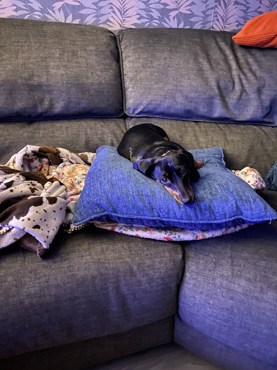 CSausagedogs's tweet image. Haven’t posted for ages… the trio are still being themselves