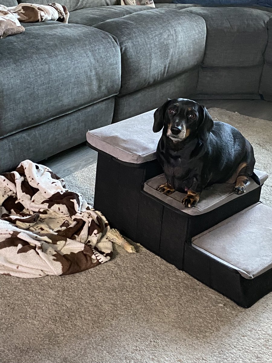 CSausagedogs's tweet image. Haven’t posted for ages… the trio are still being themselves