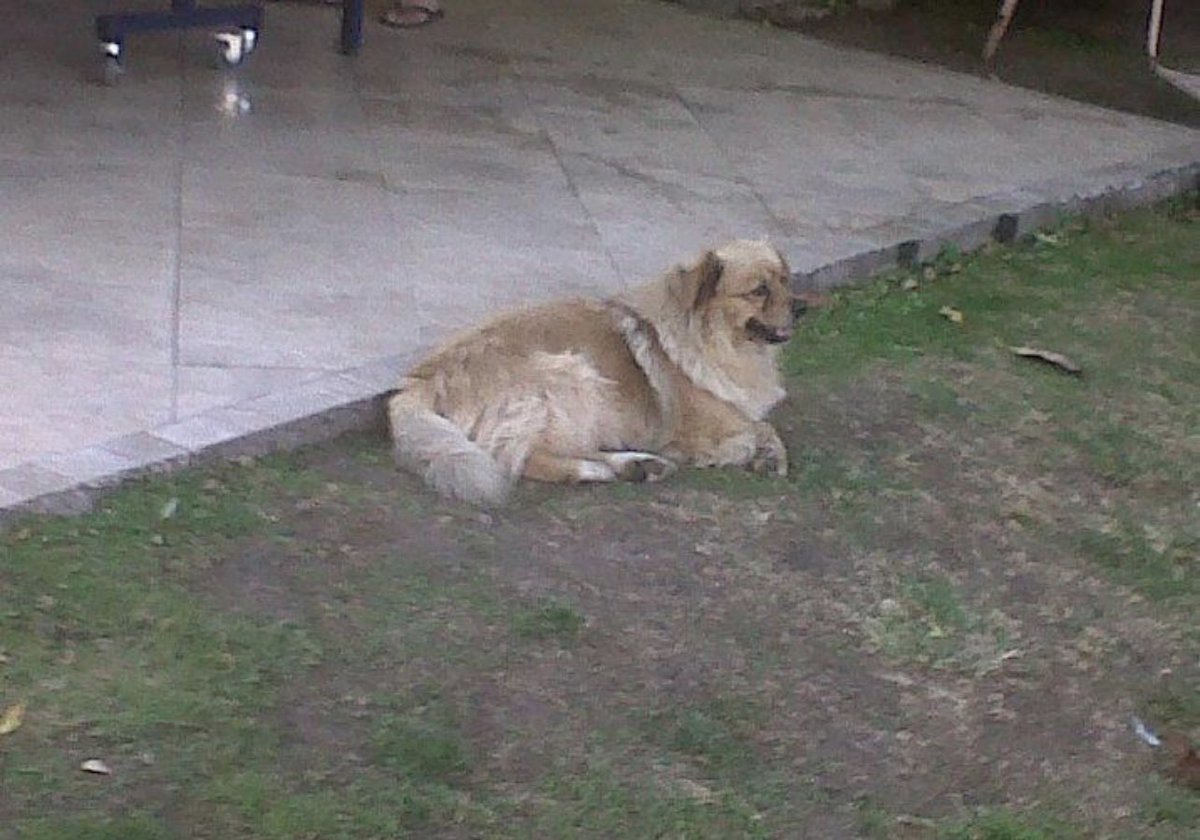 Oso Gordo Cissabeño tweet media