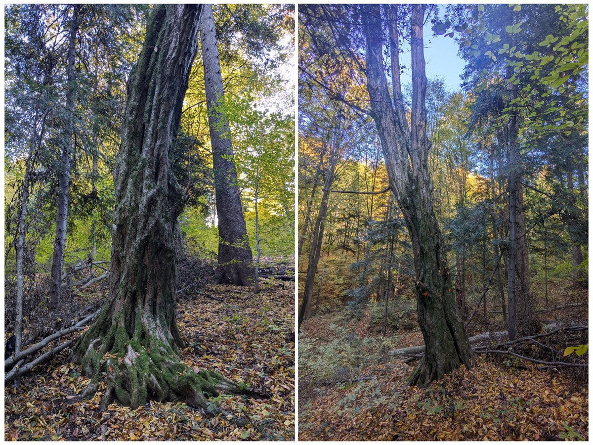 Nadleśnictwo Dynów, wydzielenie 250d. Grab, obwód 250 cm+, wymiary pomnikowe. Bezcenne drzewo biocenotyczne, wypróchniałe na wylot, z masą mikro i makrosiedlisk. Ale oznaczone do wycięcia. Podczas spaceru z miarką znaleźliśmy jeszcze 2 pomnikowe buki z kropkami.